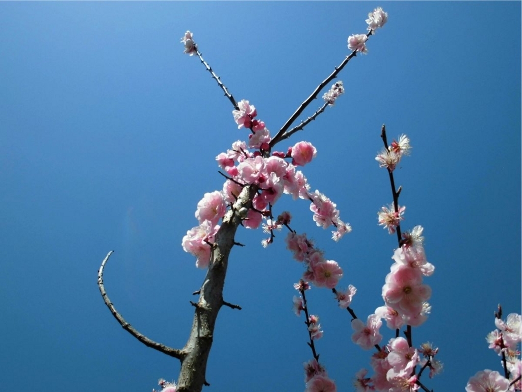f:id:amenomorino:20180518180829j:plain f:id:amenomorino:20180518180829j:plain