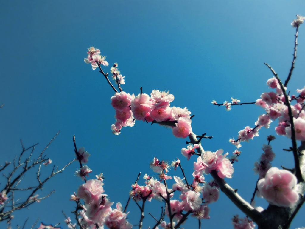 f:id:amenomorino:20180518181118j:plain f:id:amenomorino:20180518181118j:plain
