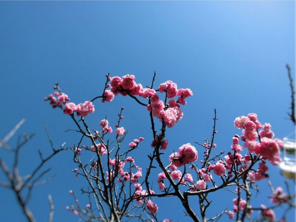 f:id:amenomorino:20180518181326j:plain f:id:amenomorino:20180518181326j:plain