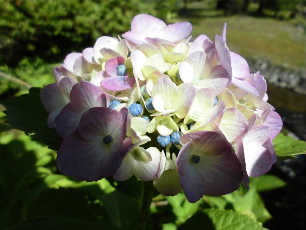 f:id:amenomorino:20180630211522j:plain f:id:amenomorino:20180630211522j:plain