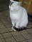 f:id:americanboss:20060329223430j:image:small