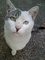 f:id:americanboss:20060329223433j:image:small