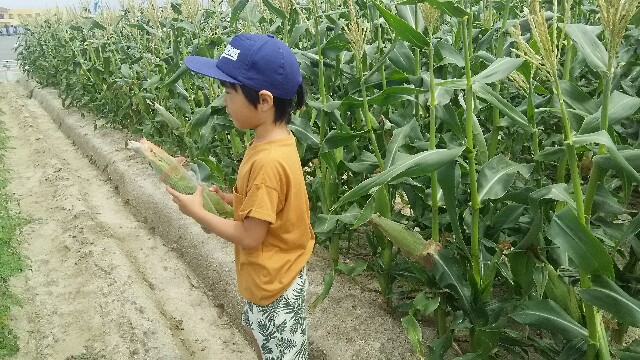 f:id:amerina:20180619130305j:image