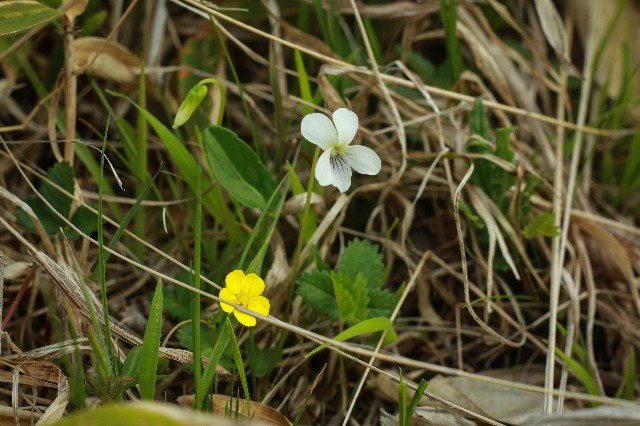 f:id:amesakana:20200704064330j:image