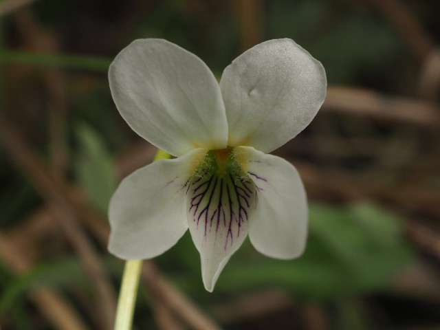 f:id:amesakana:20200704064526j:image