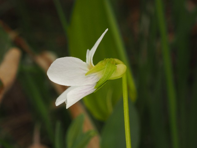 f:id:amesakana:20200704064542j:image
