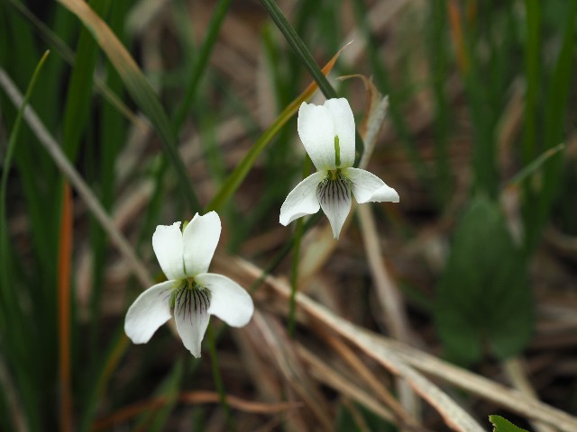 f:id:amesakana:20200704064612j:image