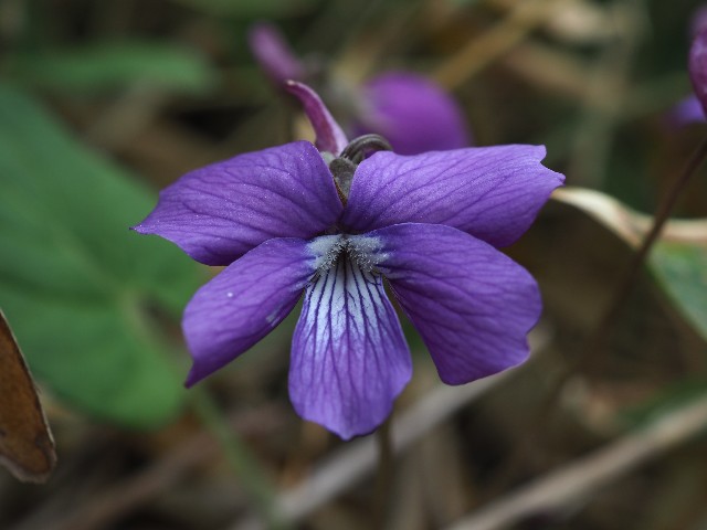 f:id:amesakana:20200704065618j:image
