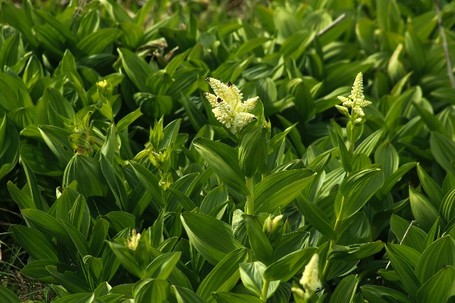 f:id:amesakana:20200704070235j:image