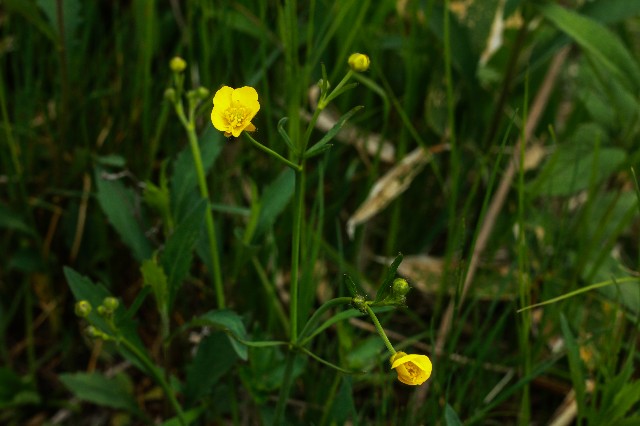 f:id:amesakana:20200704070334j:image