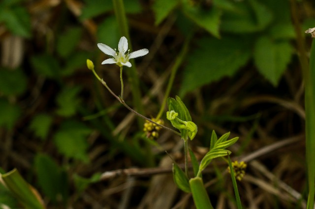 f:id:amesakana:20200704070503j:image