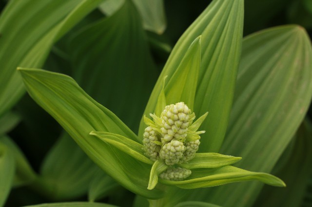 f:id:amesakana:20200704070821j:image