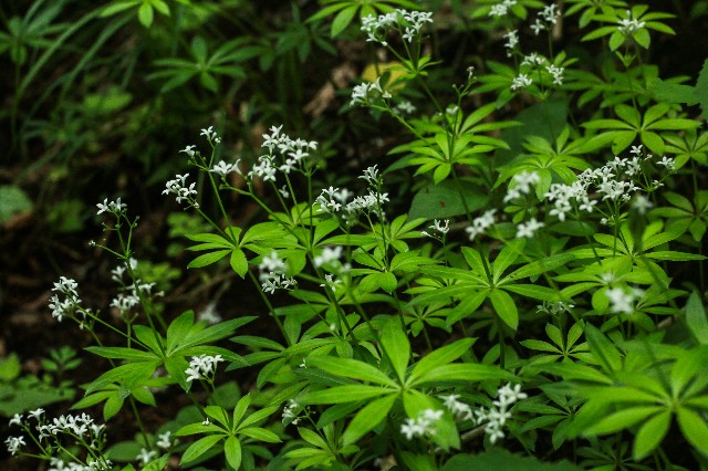 f:id:amesakana:20200704120639j:image