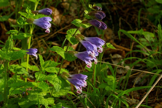f:id:amesakana:20200704121205j:image