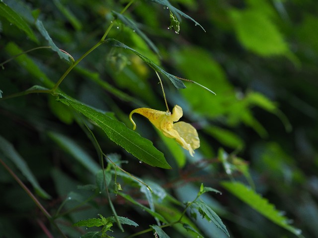 f:id:amesakana:20200809123345j:plain