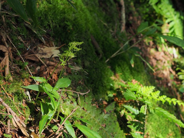 f:id:amesakana:20200809123633j:plain