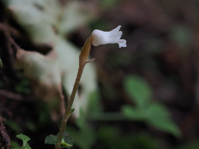 f:id:amesakana:20200809123826j:plain