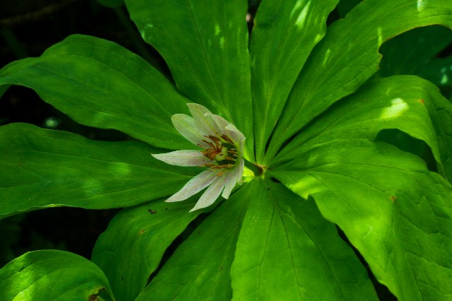 f:id:amesakana:20200809123931j:plain