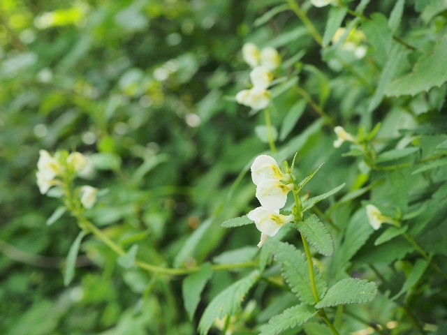 f:id:amesakana:20200809124103j:plain