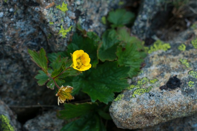f:id:amesakana:20200809124323j:plain