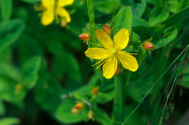f:id:amesakana:20200809124334j:plain