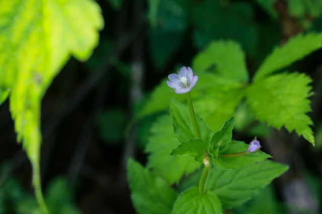 f:id:amesakana:20200809124444j:plain