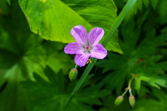 f:id:amesakana:20200809124449j:plain