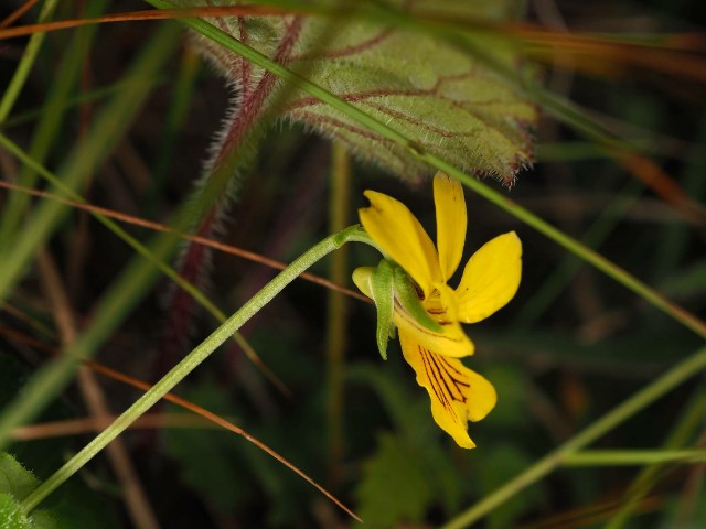 f:id:amesakana:20200809141715j:image