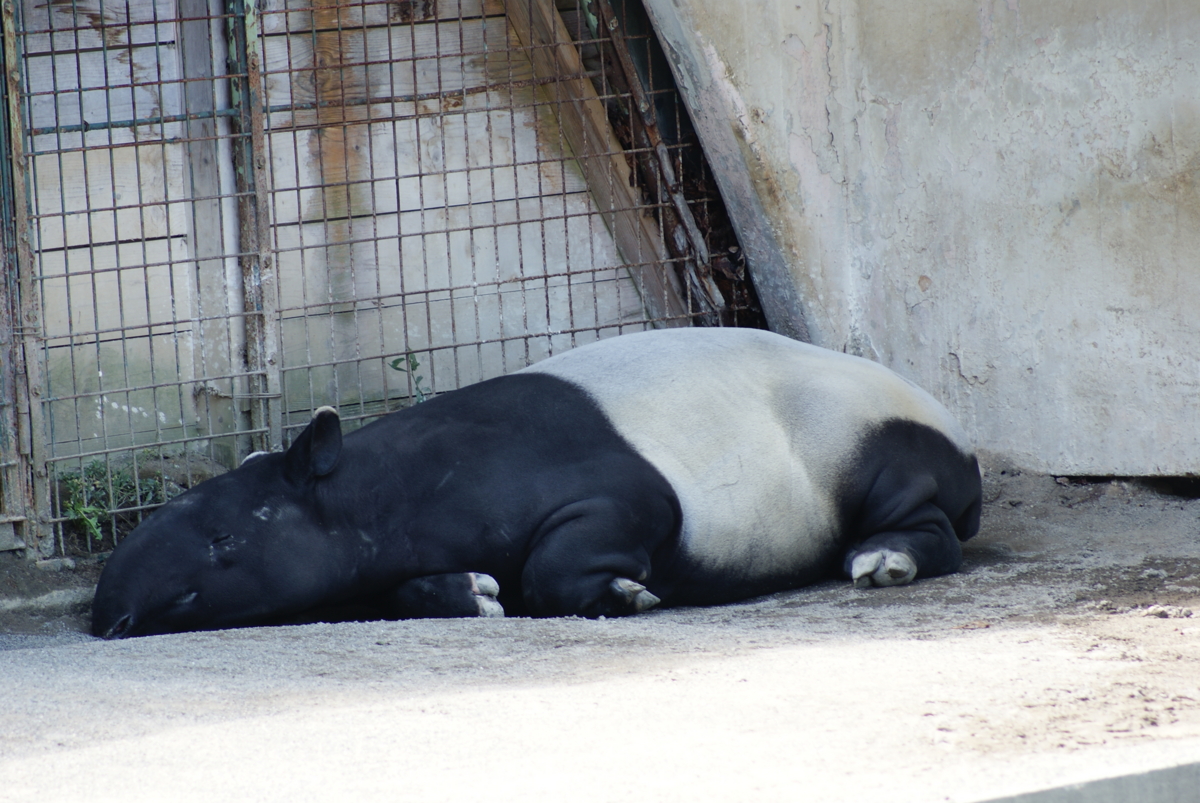 眠るバク