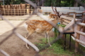 [円山動物園]牡鹿