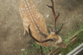 [円山動物園]上から牡鹿