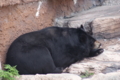 [円山動物園]ヒマラヤグマ