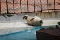 [円山動物園]アザラシ05