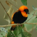 [円山動物園]キンランチョウ