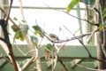 [円山動物園]熱帯の鳥01