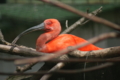 [円山動物園]ショウジョウトキ