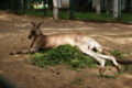 [円山動物園]カンガルー01