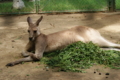 [円山動物園]カンガルー02