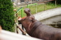 [円山動物園]食事中のカバ