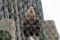 [円山動物園]オジロワシ