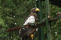 [円山動物園]オオワシ