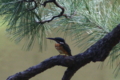 [鳥]