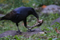 [鳥]蛙肉鴉食