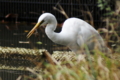 [鳥]捕食