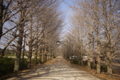 [昭和記念公園]