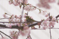 [桜][鳥]