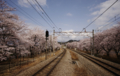 [桜][鉄道]