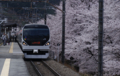 [桜][鉄道]