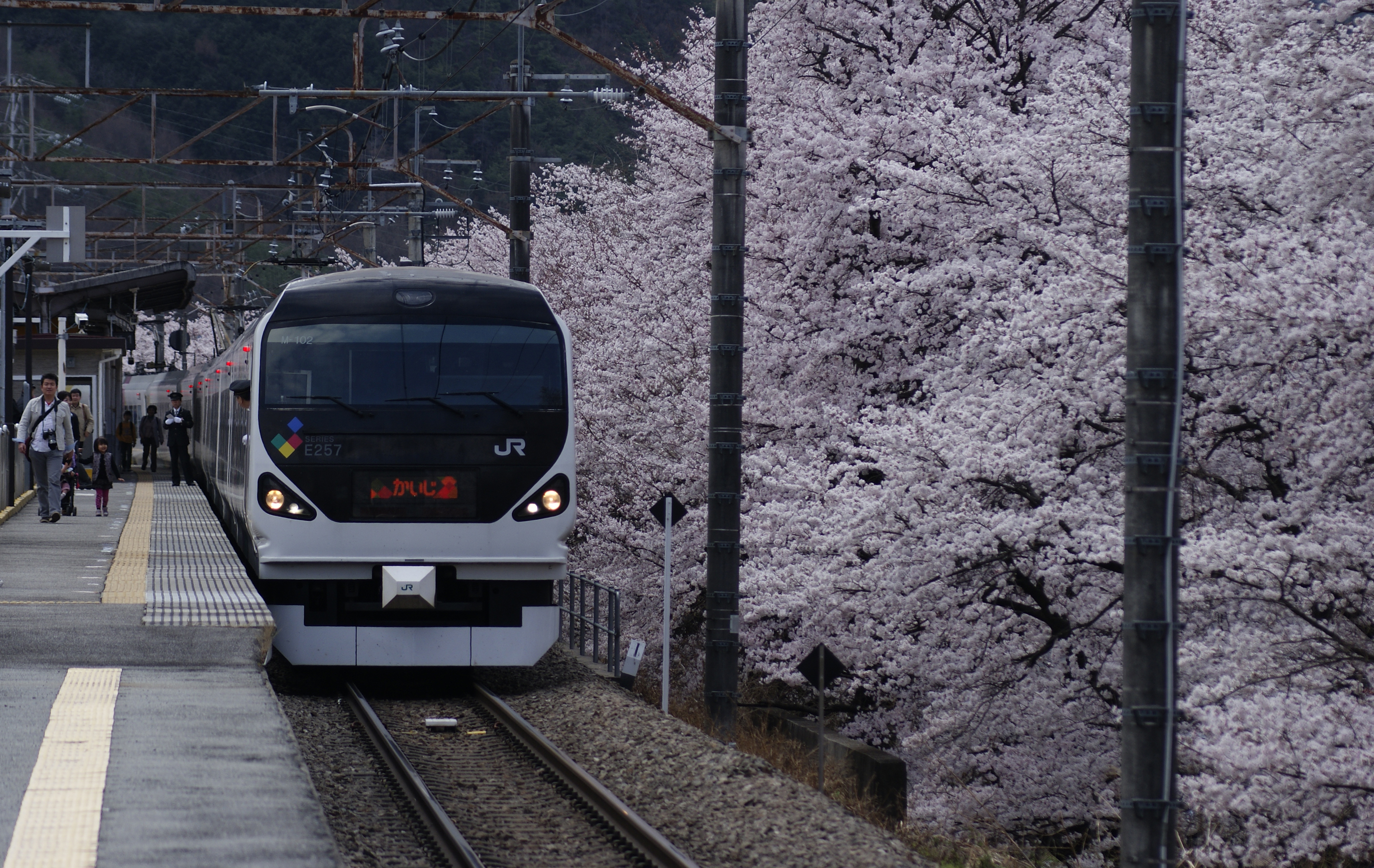 個別「[桜][鉄道]」の写真、画像 旅行 amesuke's fotolife