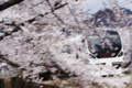 [桜][鉄道]